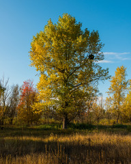 trees in the autumn deciduous forest