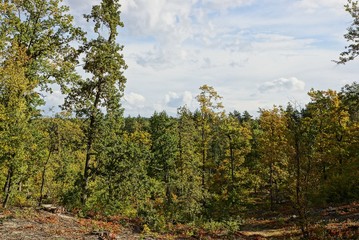 Fototapeta premium Осенний лиственный лес в солнечный день