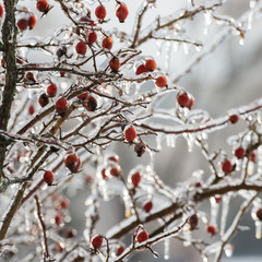 branches and rose hips in winte