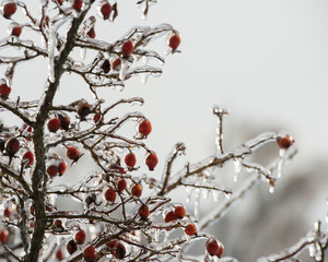 branches and rose hips in winter