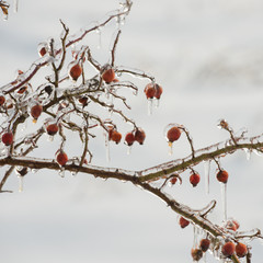branches and rose hips in winter