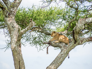 A Lioness in the Trees