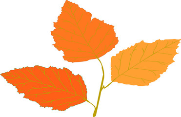 Autumn leaves-pattern of autumn leaves-Autumn background with orange leaves.