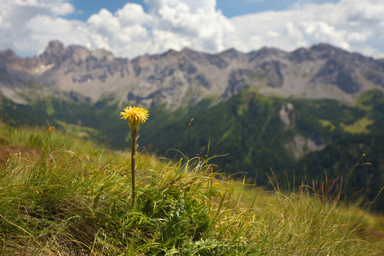 Yellow coltsfood with mountains on the background