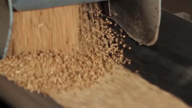 Grain moves along the conveyor belt. Wheat is transported by conveyor for drying and grinding in a mill. Wheat is ground into flour. Wheat grain on the conveyor. Granary in the milling plant.