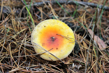 Toadstool. Autumn concept. Close up