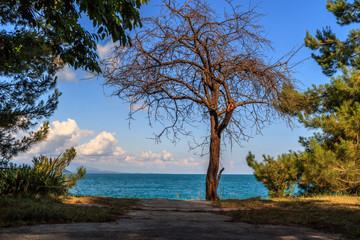 Fototapeta na wymiar a dead tree grows on the black sea, the beach and the sun on a summer day