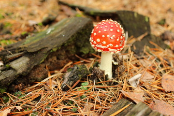 Small toadstool in the forest. Autumn concept. Close up