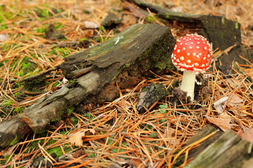 Small amanita. Autumn concept. Close up