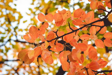Season of beautiful autumn red leaves on tree