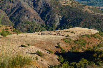 Shepherds and grazing sheep and goats on mountain plateau in Thessalia, Greece