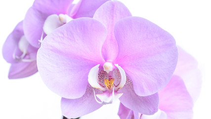 Fototapeta na wymiar Violette Phalaenopsis Orchidee isoliert vor weißem Hintergrund