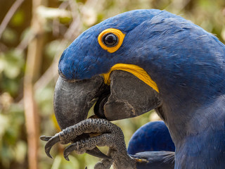 Hyacinth macaw
