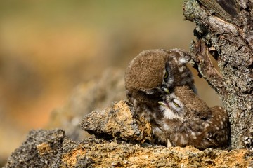 Two young owl resting on the rocks