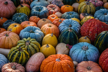 Colorful Pumpkins - obrazy, fototapety, plakaty