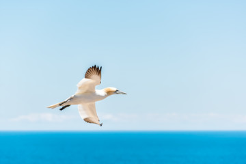 Fototapeta na wymiar One flying gannet bird isolated against blue ocean in Perce, Gaspesie, Gaspe region of Quebec, Canada by Bonaventure Island