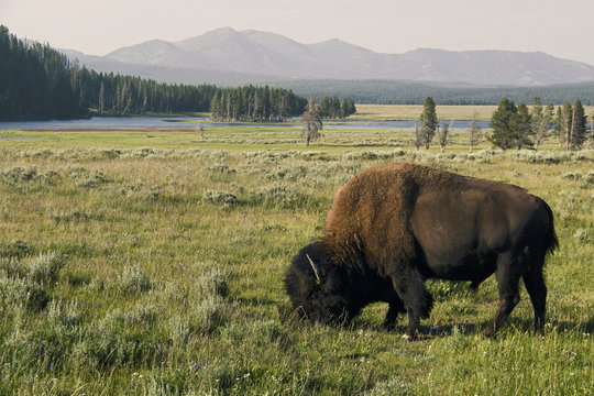 Bison in grasslands of Yellowstone National Park