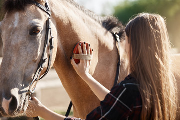 Young beautiful female taking care and brushing a horse. The broodmare manager position is an...
