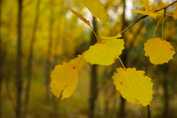 Yellow autumn background