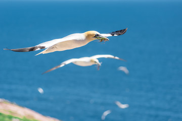 Fototapeta na wymiar Closeup of one isolated white Gannet bird carrying nesting material grass and twigs on Bonaventure Island in Perce, Quebec, Canada by Gaspesie, Gaspe region