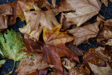Autumn leaves