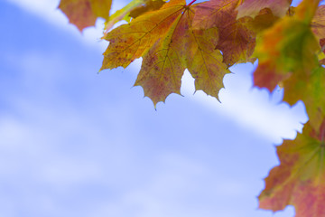 Nature Concepts. Closeup of Yellow Maple Leaves Against Blue Sky Background.