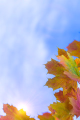 Nature Concepts. Closeup of Yellow Maple Leaves Against Blue Sky Background.