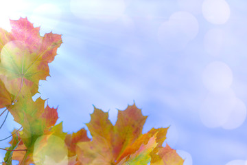 Nature Concepts and Ideas. Closeup of Yellow Maple Leaves Against Blue Sky Background.