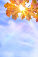Nature Concepts and Ideas. Closeup of Yellow Maple Leaves Against Blue Sky Background