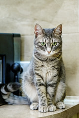 Gray cat is sitting in the house. The concept of pets.