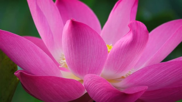 Beautiful flowers background. Beauty blossom pink lotus flower, yellow pistil with green leaf background in a country in early morning. Clip 4k high resolution
