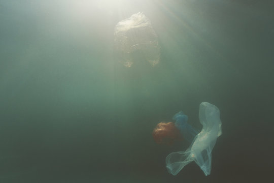 Ocean jellyfish looking like plastic bags  caused by Overexploitation