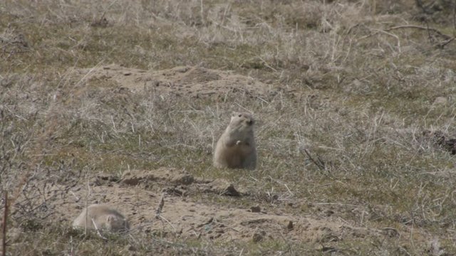 Two gophers are heated under beams of the spring sun
