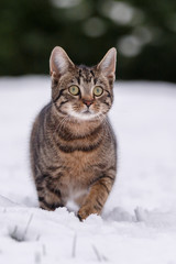 Kater im Schnee