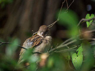 Angry Sparrow