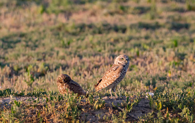 Burrowing owls at the nest
