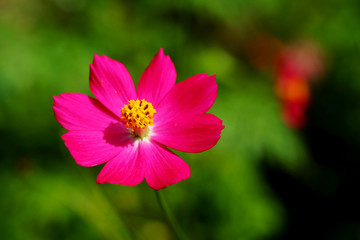 Fototapeta premium single pink cosmos flower in day light with green garden background.have some space for write wording