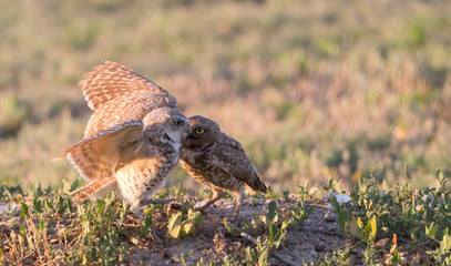 Burrowing owls at the nest