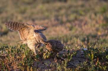 Burrowing owl feeding chick at the nest
