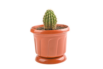 cactus in a plastic pot isolated on a white background