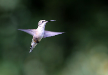 hummingbird