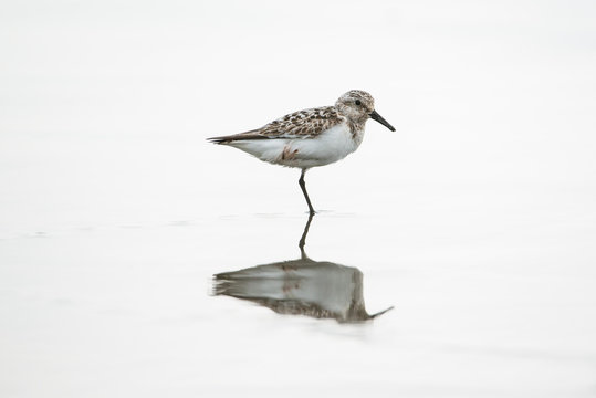 One Legged Black Turnstone