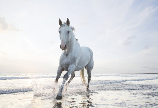 Horse on the beach at sunset.