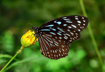 Schmetterling Blue Tiger