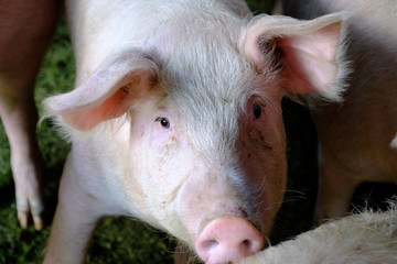 Fototapeta premium pig