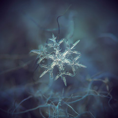 Real snowflake macro photo: small stellar dendrite snow crystal with thin, transparent arms, bright...