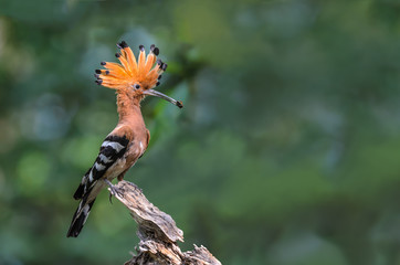 Eurasian Hoopoe or Common Hoopoe or Upupa epops, the beautiful brown bird perching on branch waiting to feed its chicks with green background, Thailand.