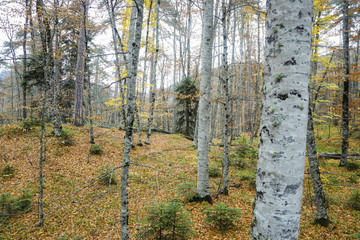 forest and autumn view