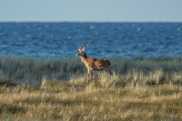 hirsch am meer