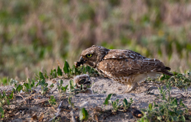 Burrowing owl feeding chick at the nest